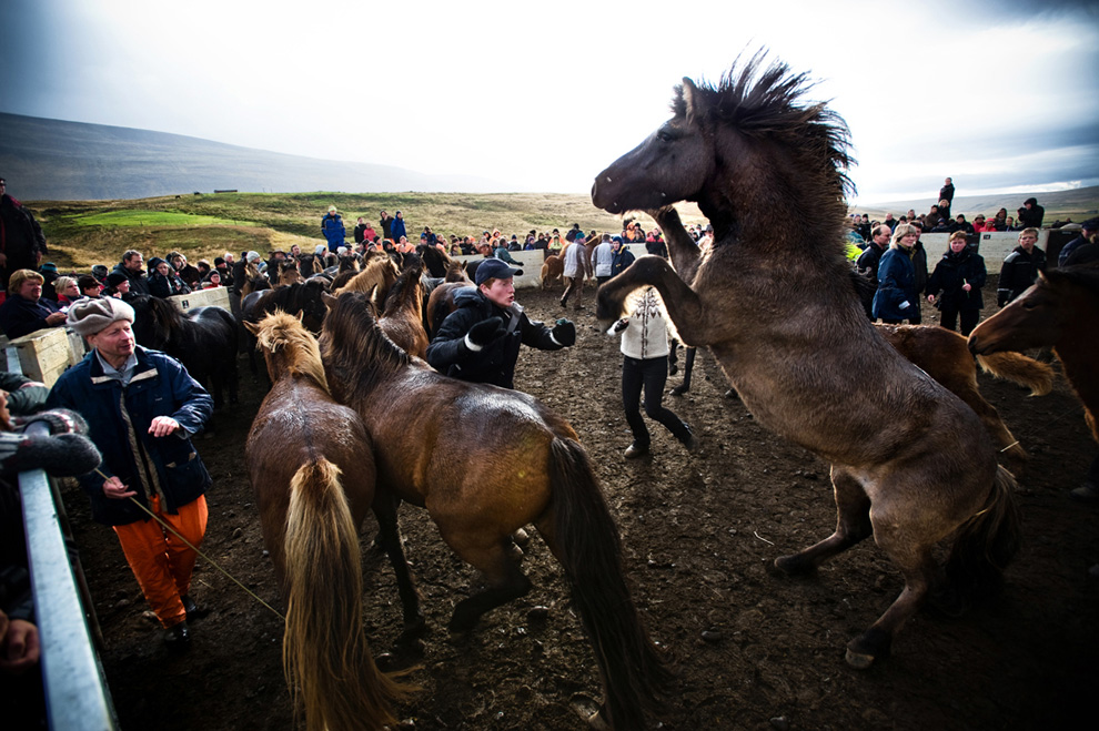 321 Лошади в северной Исландии