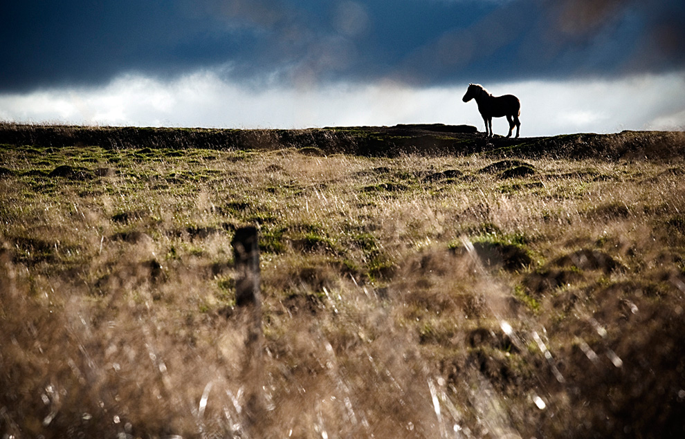 421 Лошади в северной Исландии