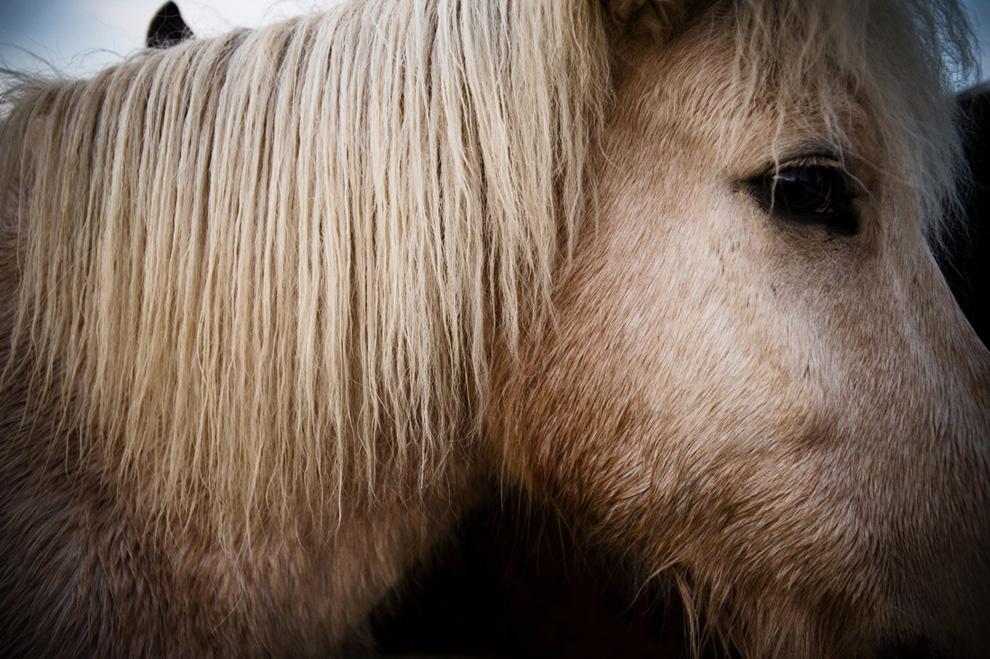 721 Лошади в северной Исландии