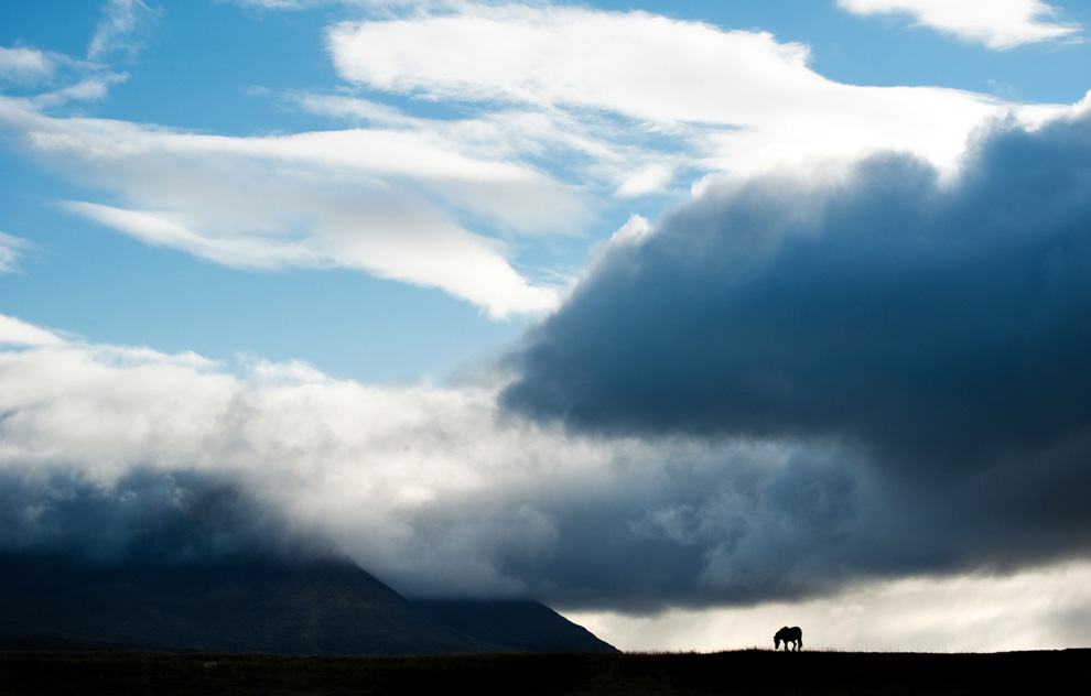 820 Лошади в северной Исландии