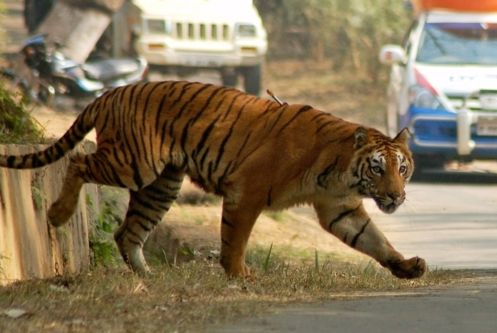 11) ,    ,         30  2010 .       ,     10 000 .       . (REUTERS/Utpal Baruah)