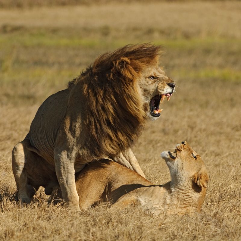 дикие львы на охоте