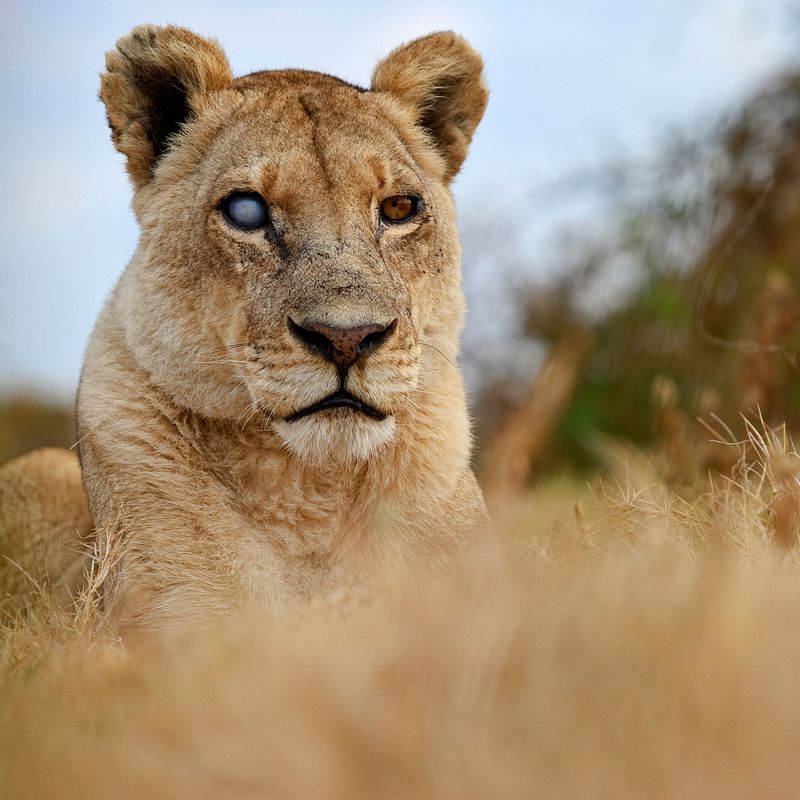 картины львы на охоте