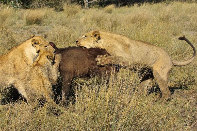 картины львы на охоте