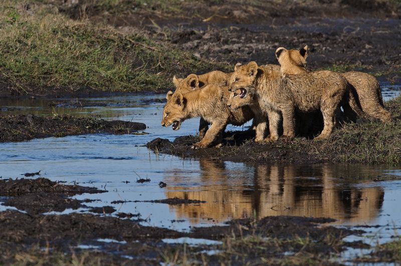 фотографии льва на охоте