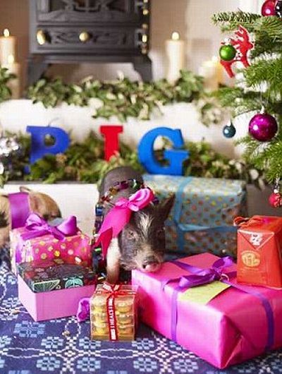 Рождество и маленькие свинки (11 фото)