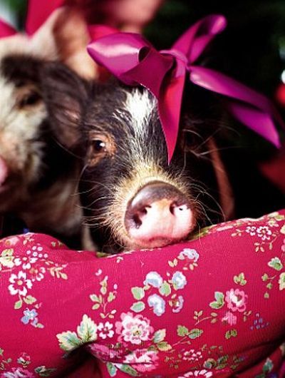Рождество и маленькие свинки (11 фото)
