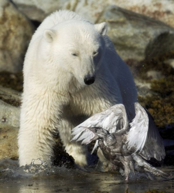 Медведь против чайки (9 фото)