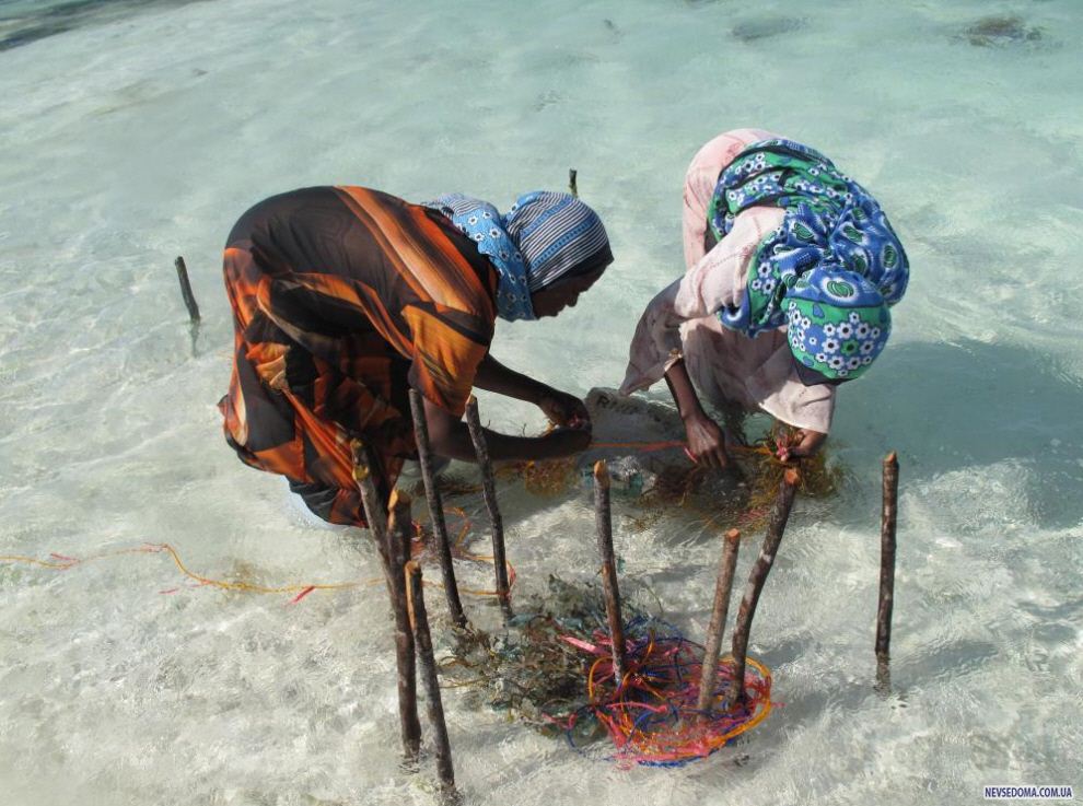 7.    ,          -   ,  «» -   «Two Peasant Women Digging»   . (Joanna Lipper)