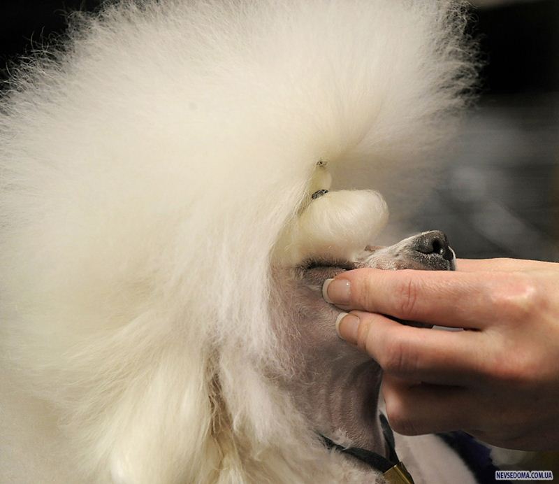 2.      Westminster Kennel Club Dog  Madison Square Garden  -. (: Timothy A. Clary/Agence France-Presse/Getty Images)