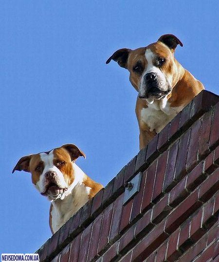 Собаки на крышах (55 фото)