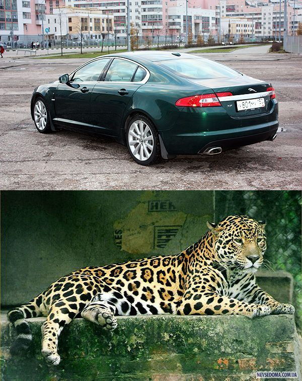 Jaguar XF:   