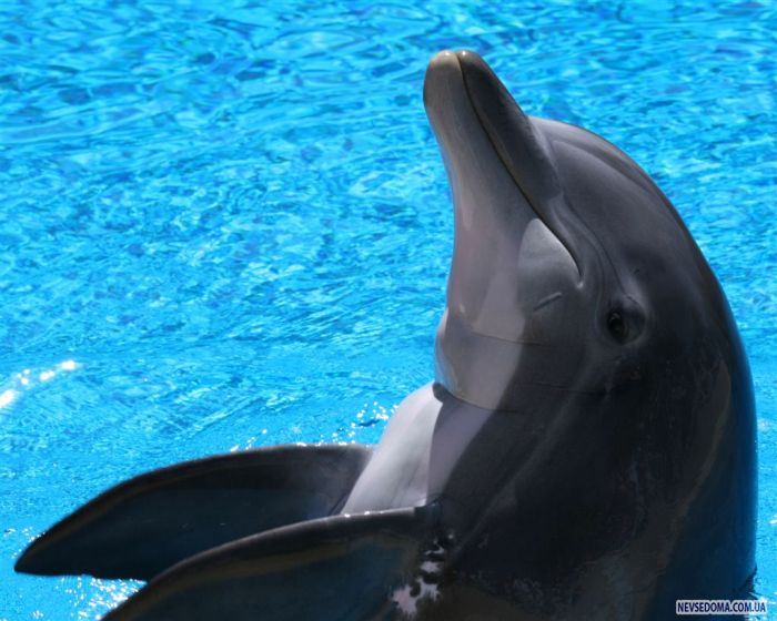 Дельфины (25 фото)