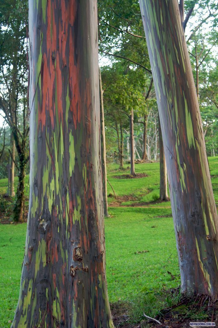 Rainbow Eucalyptus (  ) (7 )