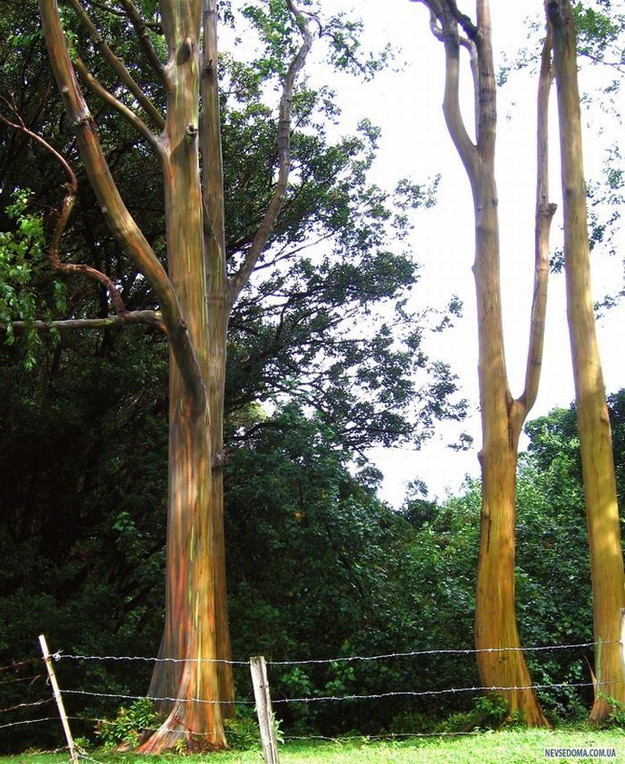 Rainbow Eucalyptus (  ) (7 )