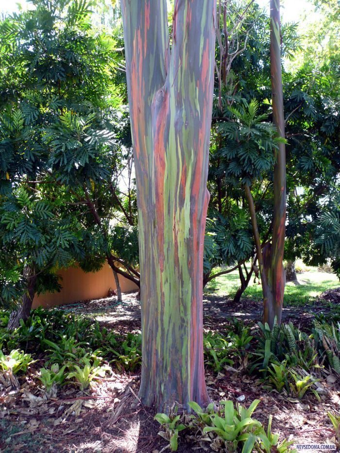 Rainbow Eucalyptus (  ) (7 )