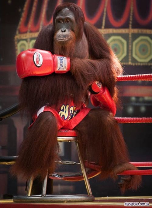 Орангутанги на ринге (14 фото)