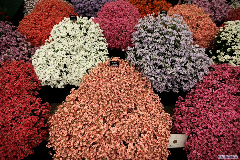flowersA Королевская выставка цветов в Челси