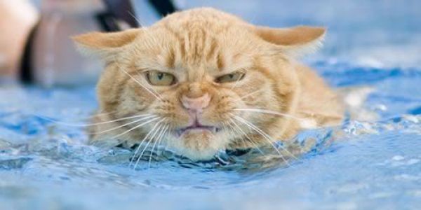Кошки и вода (29 фотографий), photo:1