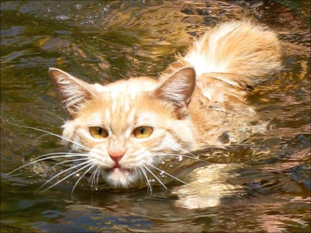 Кошки и вода (29 фотографий), photo:2