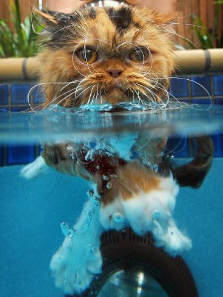 Кошки и вода (29 фотографий), photo:9