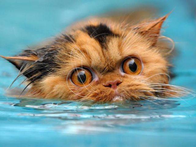 Кошки и вода (29 фотографий), photo:10