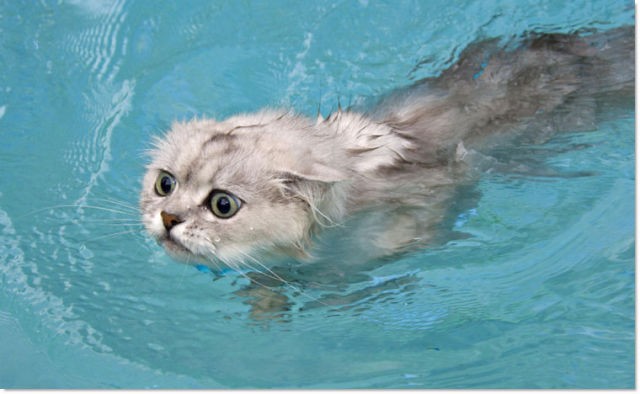 Кошки и вода (29 фотографий), photo:12