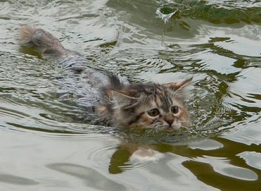 Кошки и вода (29 фотографий), photo:16