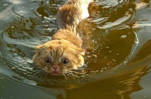 Кошки и вода (29 фотографий), photo:18