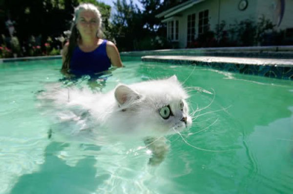Кошки и вода (29 фотографий), photo:19