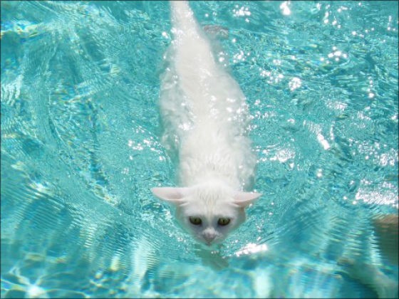 Кошки и вода (29 фотографий), photo:24