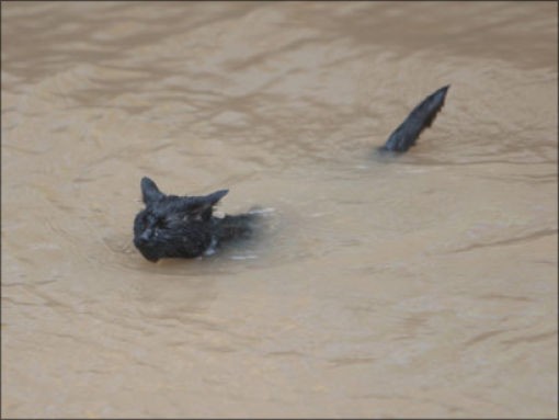 Кошки и вода (29 фотографий), photo:25