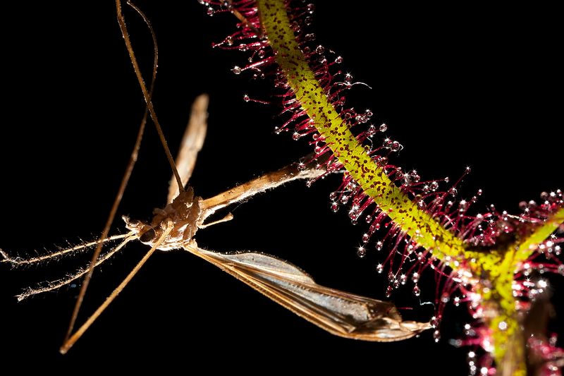 carnivorous plants02 Выставка хищных растений в Колумбии