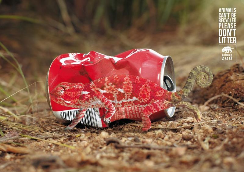 Johannesburg Zoo: Anti-Litter Campaign, Chameleon