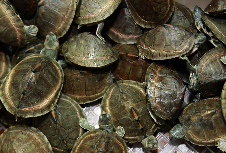 smuggled turtles THAILAND  ,    