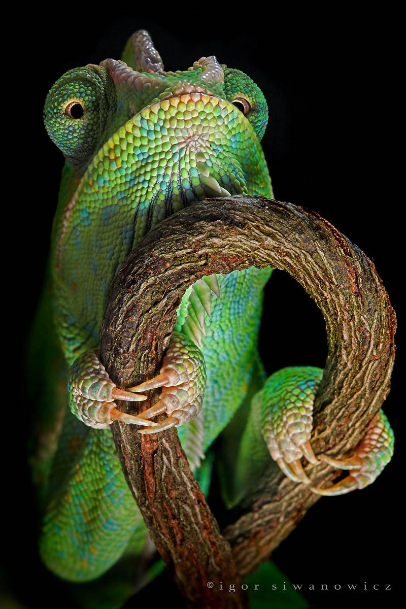 reptile14     