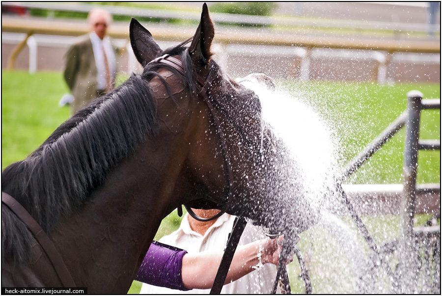    The Queens' Plate ( 1)