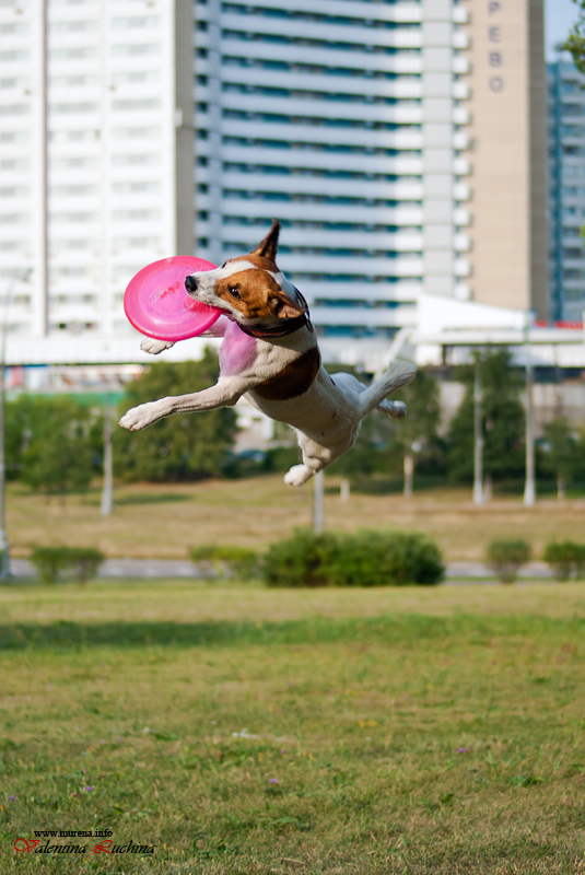 Dog Frisbee.   Disk Hunters