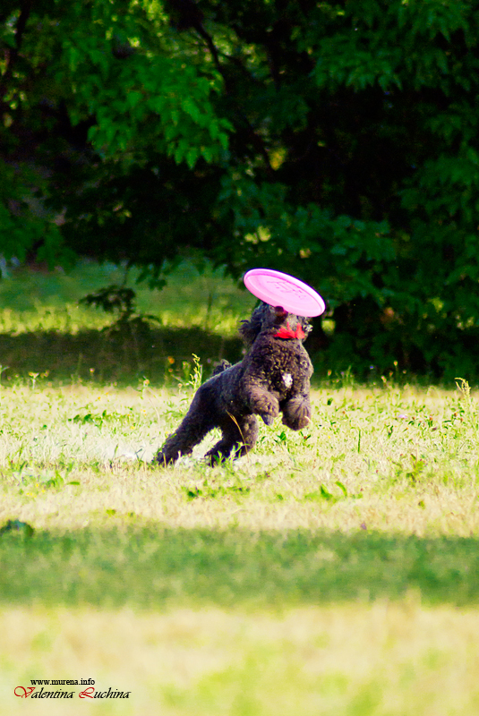 Dog Frisbee.   Disk Hunters