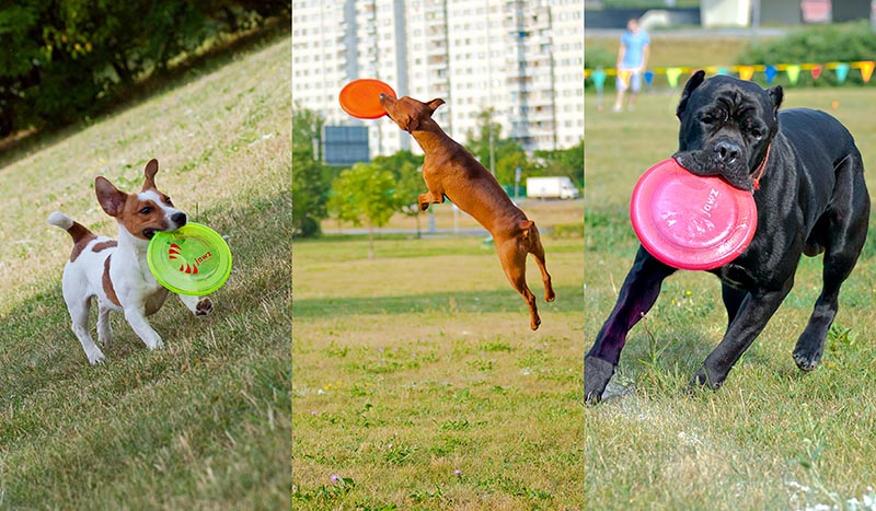 Dog Frisbee:   Disk Hunters