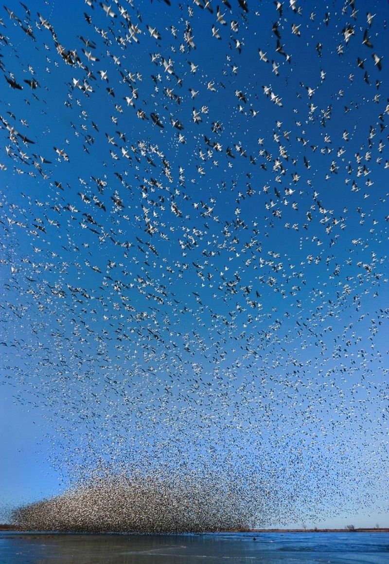 Миграция диких гусей (4 фото)