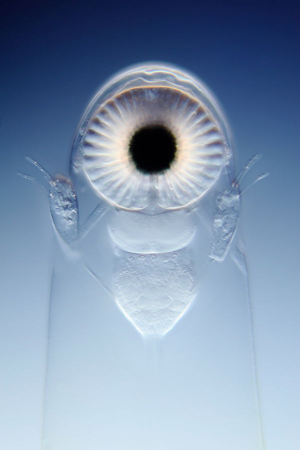   «The Nikon Small World Competition»