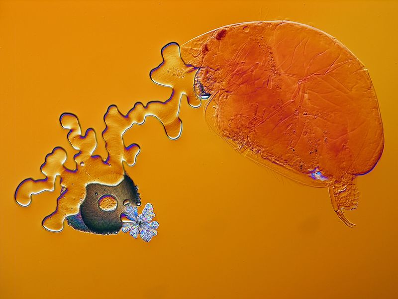   «The Nikon Small World Competition»