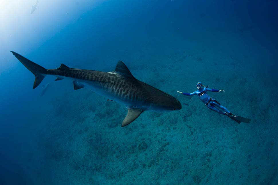 me shark diving02a   
