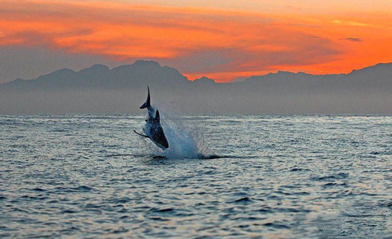 Большая белая акула на охоте (11 фотографий), photo:3