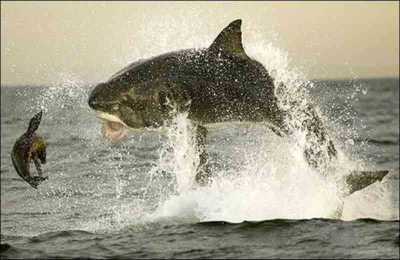 Большая белая акула на охоте (11 фотографий), photo:8