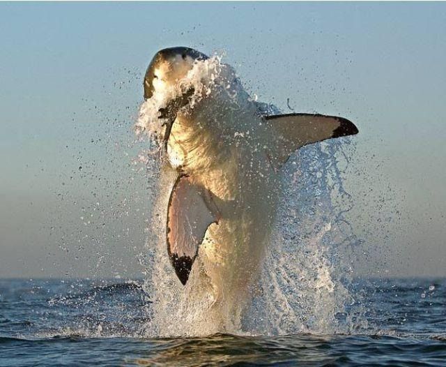 Большая белая акула на охоте (11 фотографий), photo:11