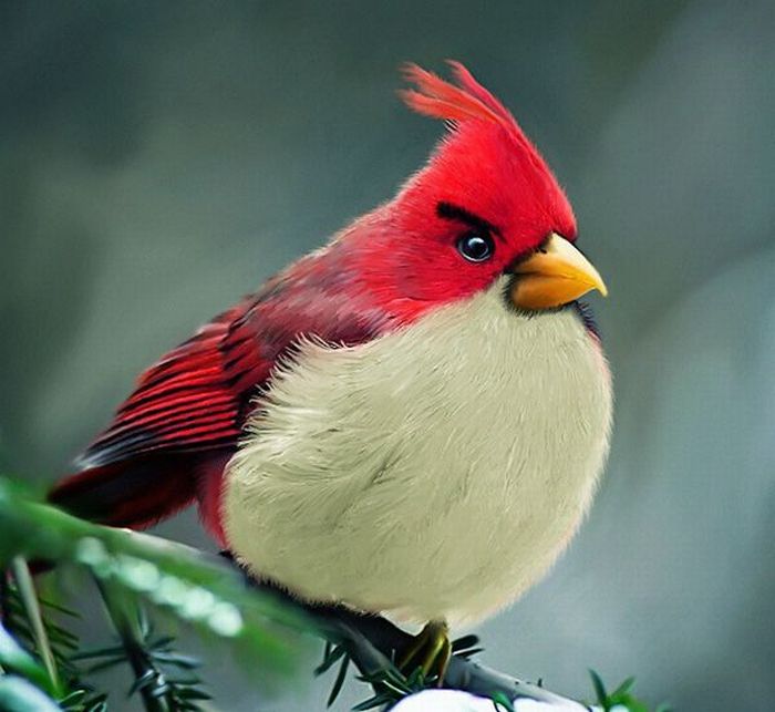 Angry Birds    (7 )