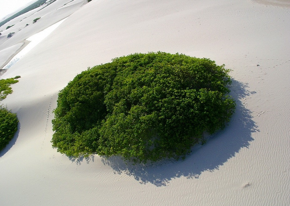 xUnoN000  :   Lencois Maranhenses 