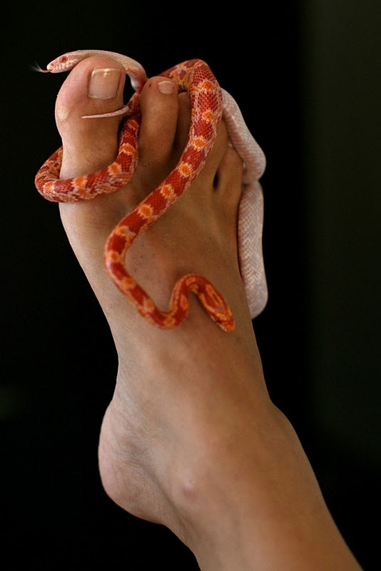 snake massage6    
